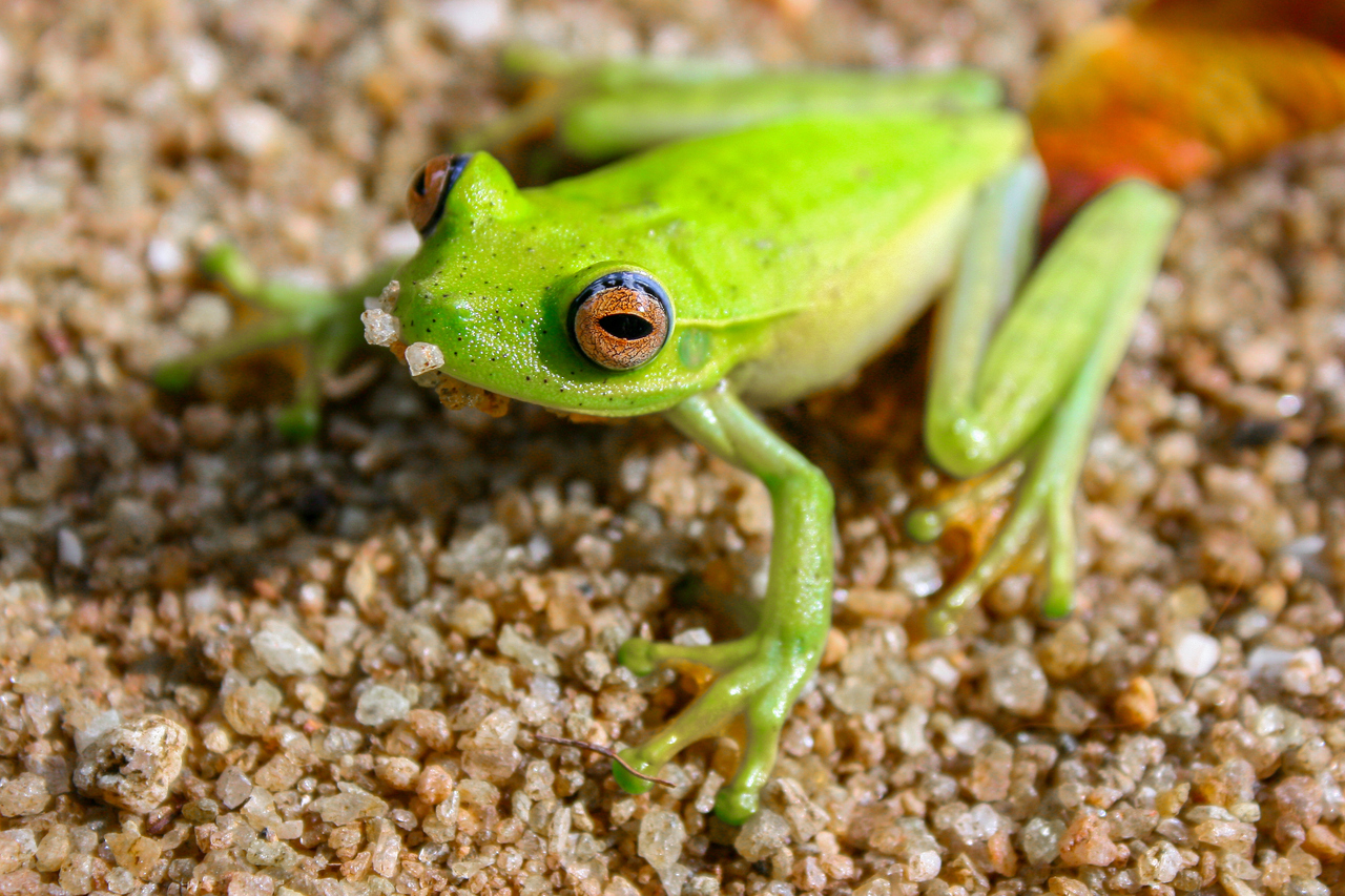 Perereca-verde