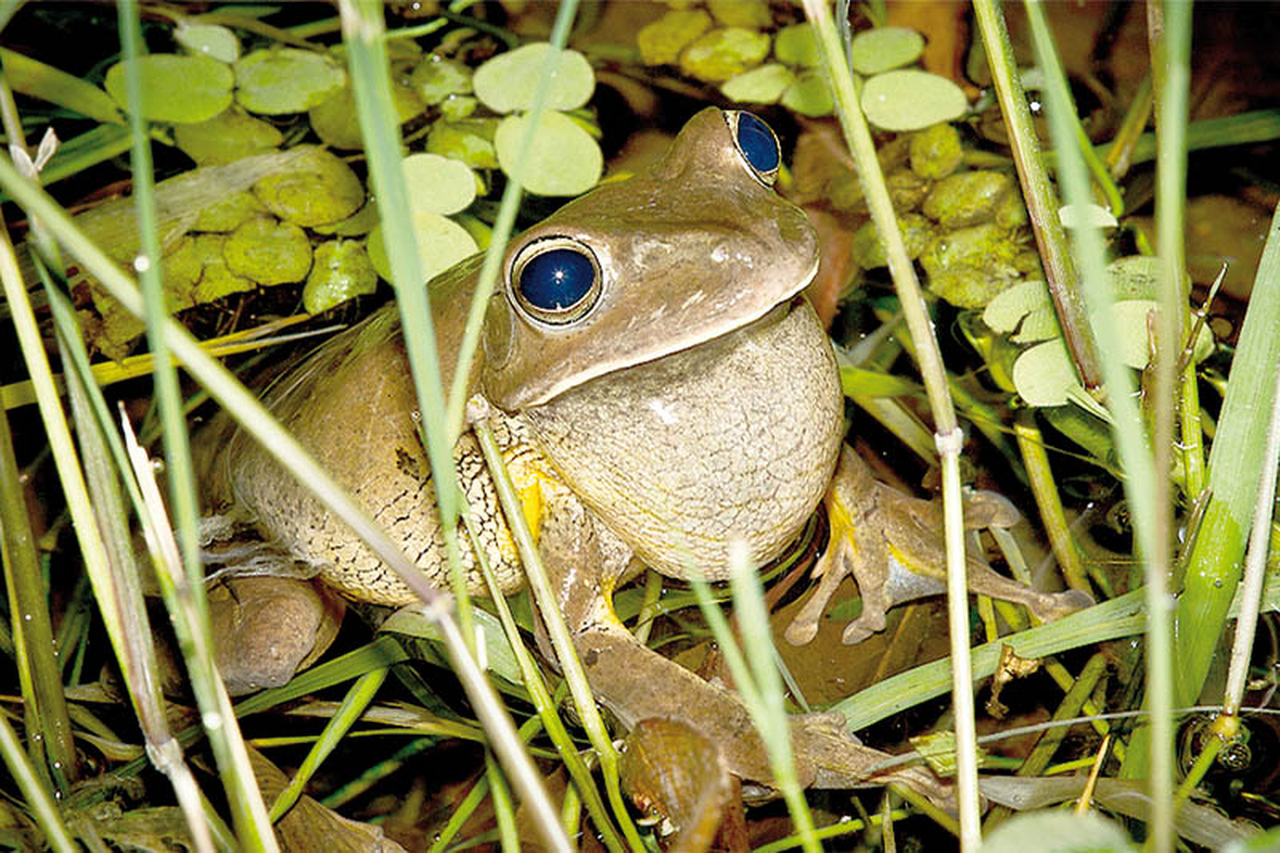 Sapo-martelo