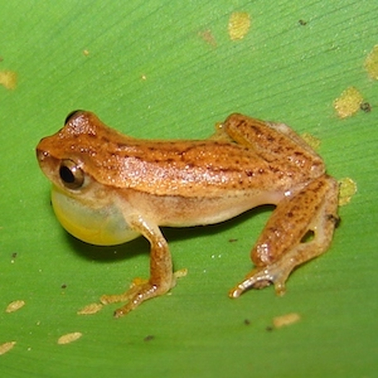 Perereca-anã