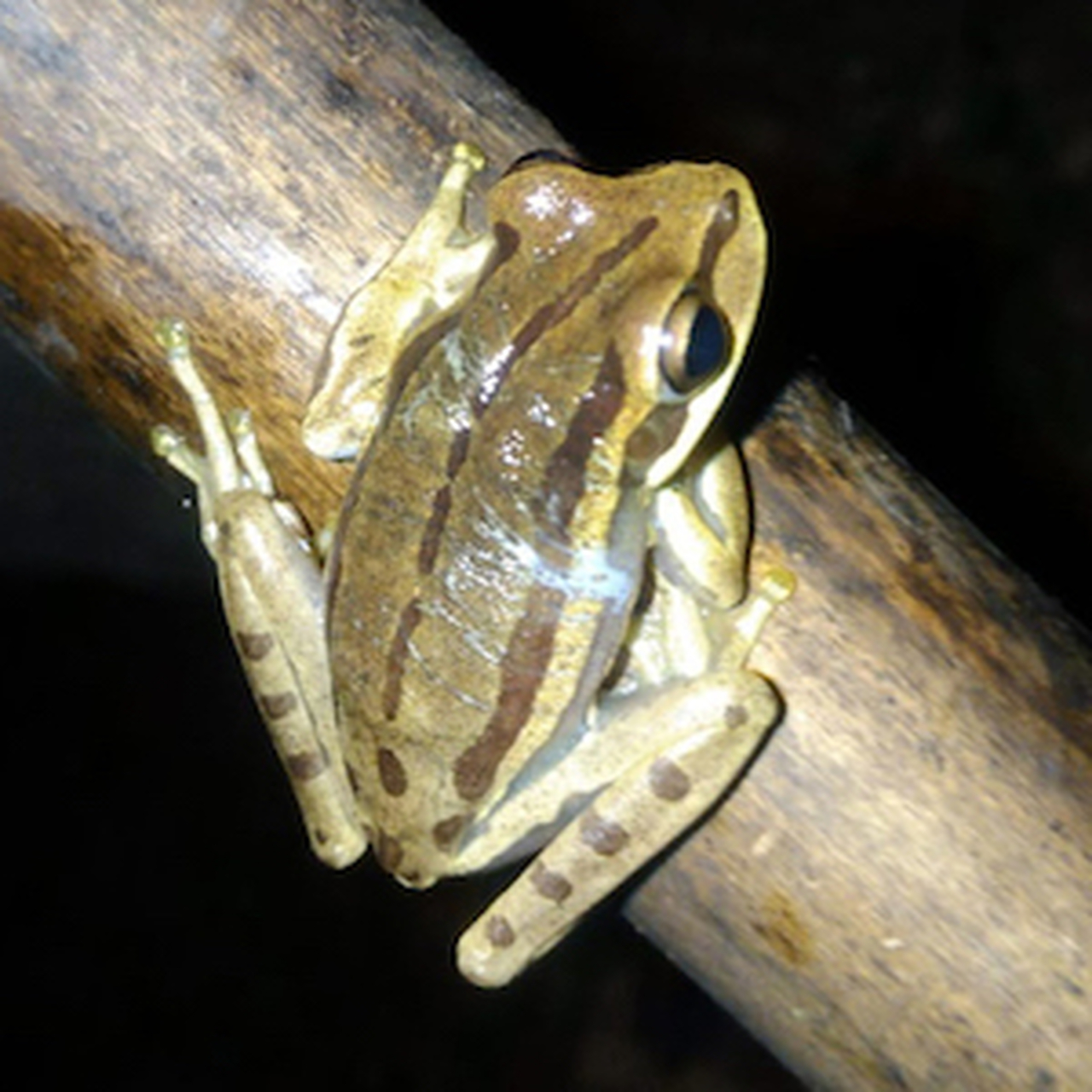 Perereca-da-mata